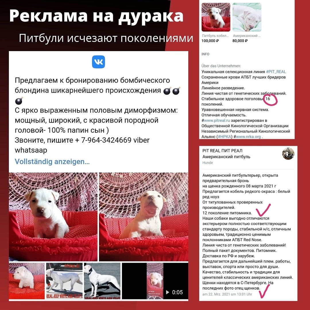 щенки питбуля Пит Реал